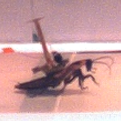 running cockroach with backpack